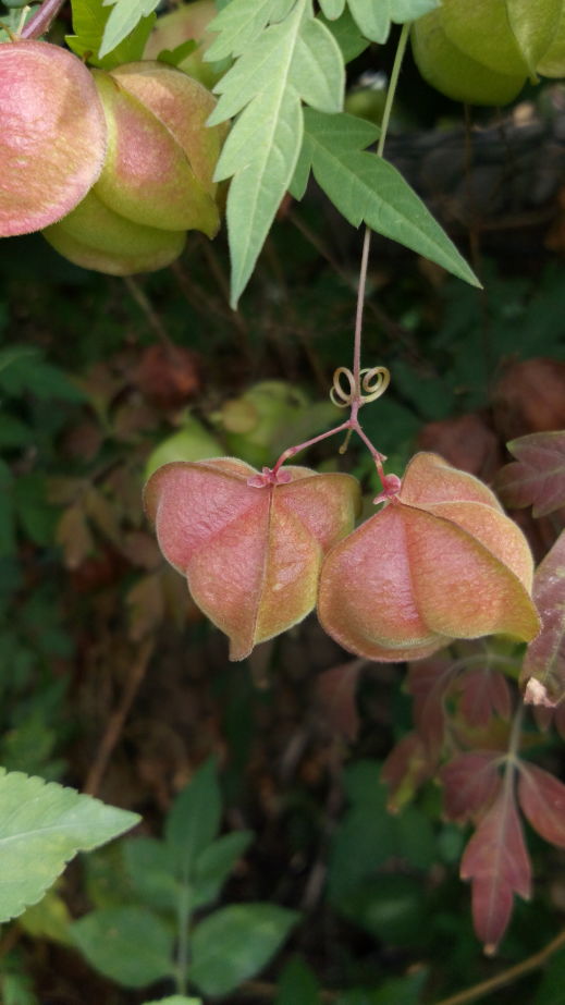 倒地铃,三角灯笼草 cardiospermum halicacabum